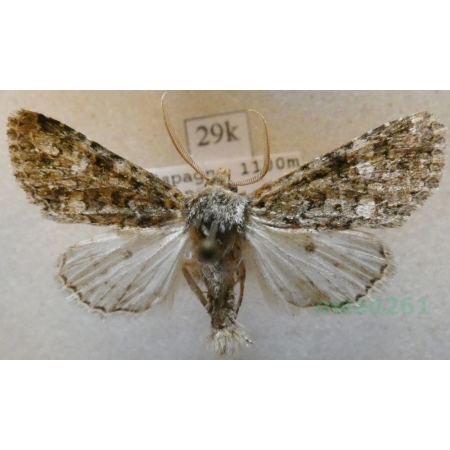 Polymixis lichenea (Hübner, 1813) Spain29k